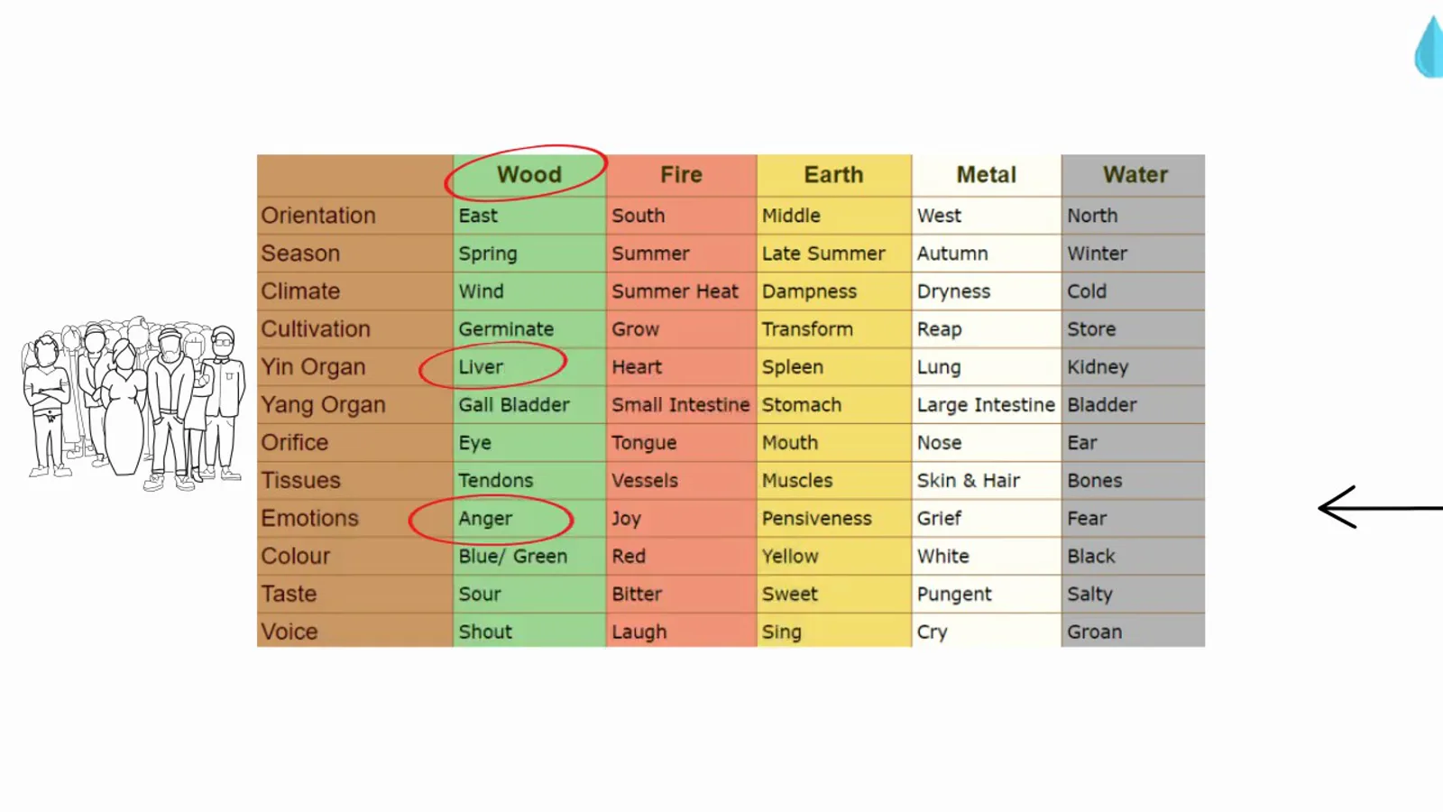 The five element correspondence table with the wood column, the liver organ and the anger emotion circled in red to trace how chronic anger strains the liver