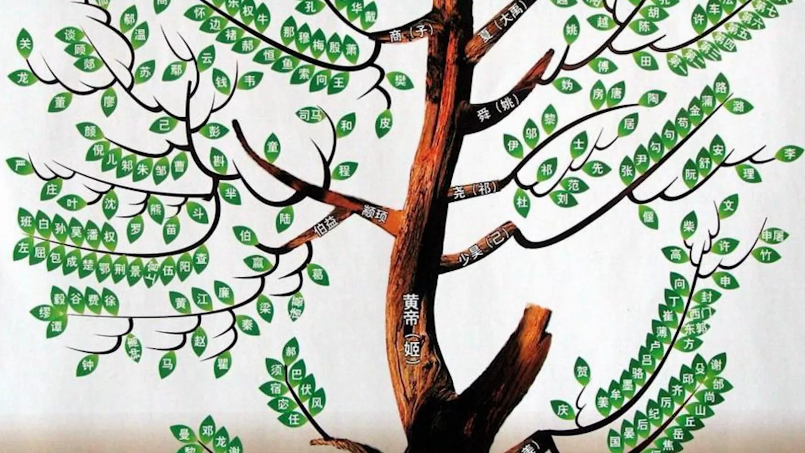 A painted family tree of ancient Chinese clans, where every branch grew into a surname still in use